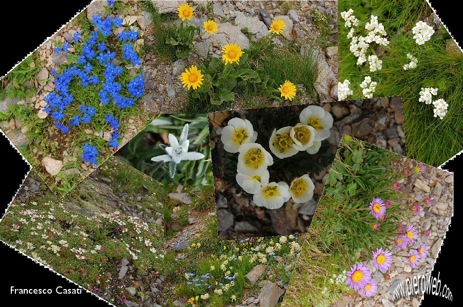 Collage di fiori 2.jpg - ¸Dr